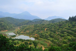 抢抓良好农时！平远县赶春新种植脐橙近6000亩