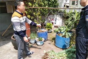 兴宁大坪一男子轻信朋友种植罂粟，结果..