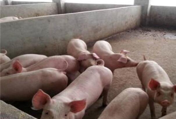 丰顺男子建猪圈，结果摊上大事了