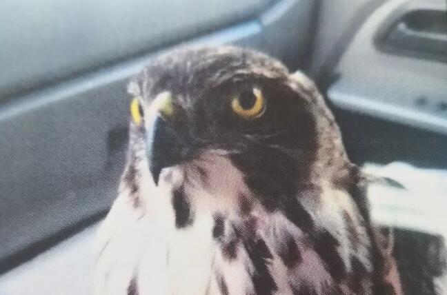 梅州一男子350元转手卖了只鸟,结果被判刑!