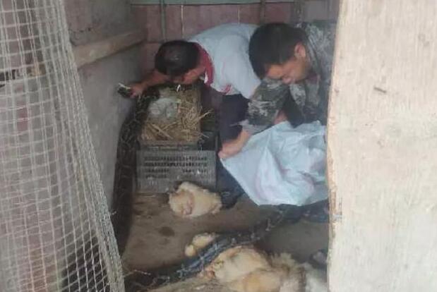 吓人！梅州这个村，发现一条四五十斤的大蟒蛇在吃鸡