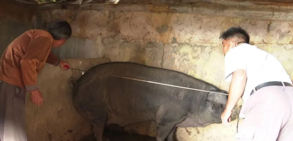 梅州有一条700多斤“猪王”，却没有买家敢入手！